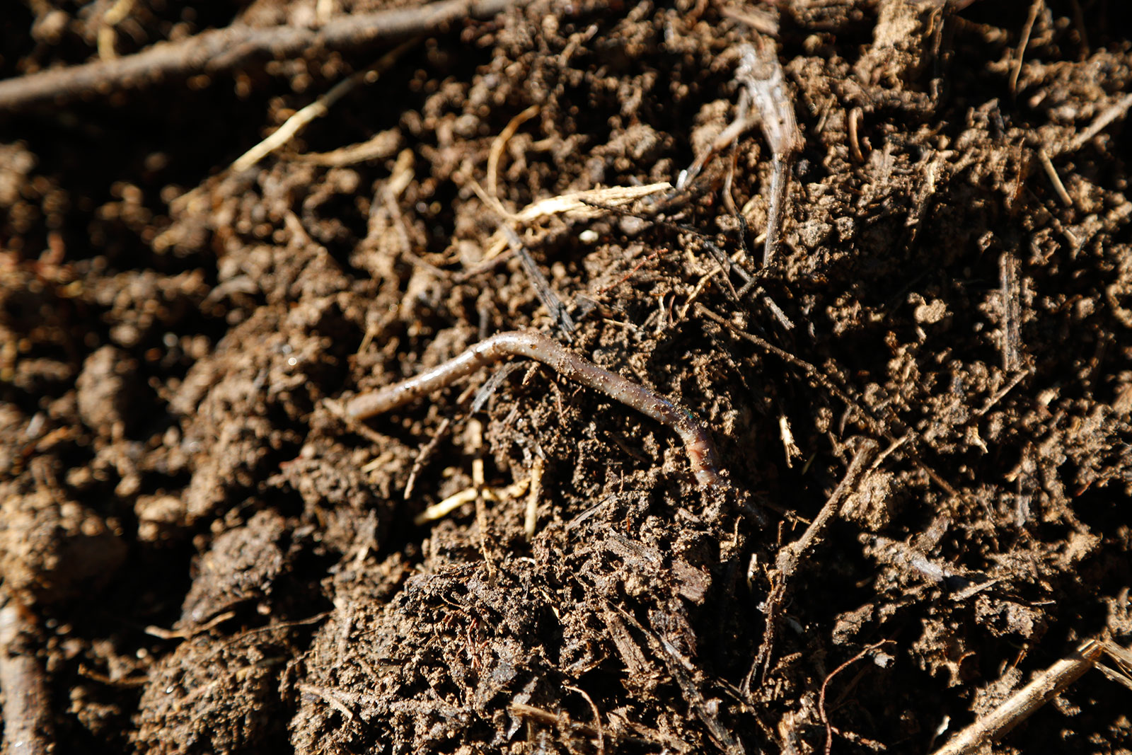 Finished compost is rich with life and bioavailable nutrients for plants to turn into food.