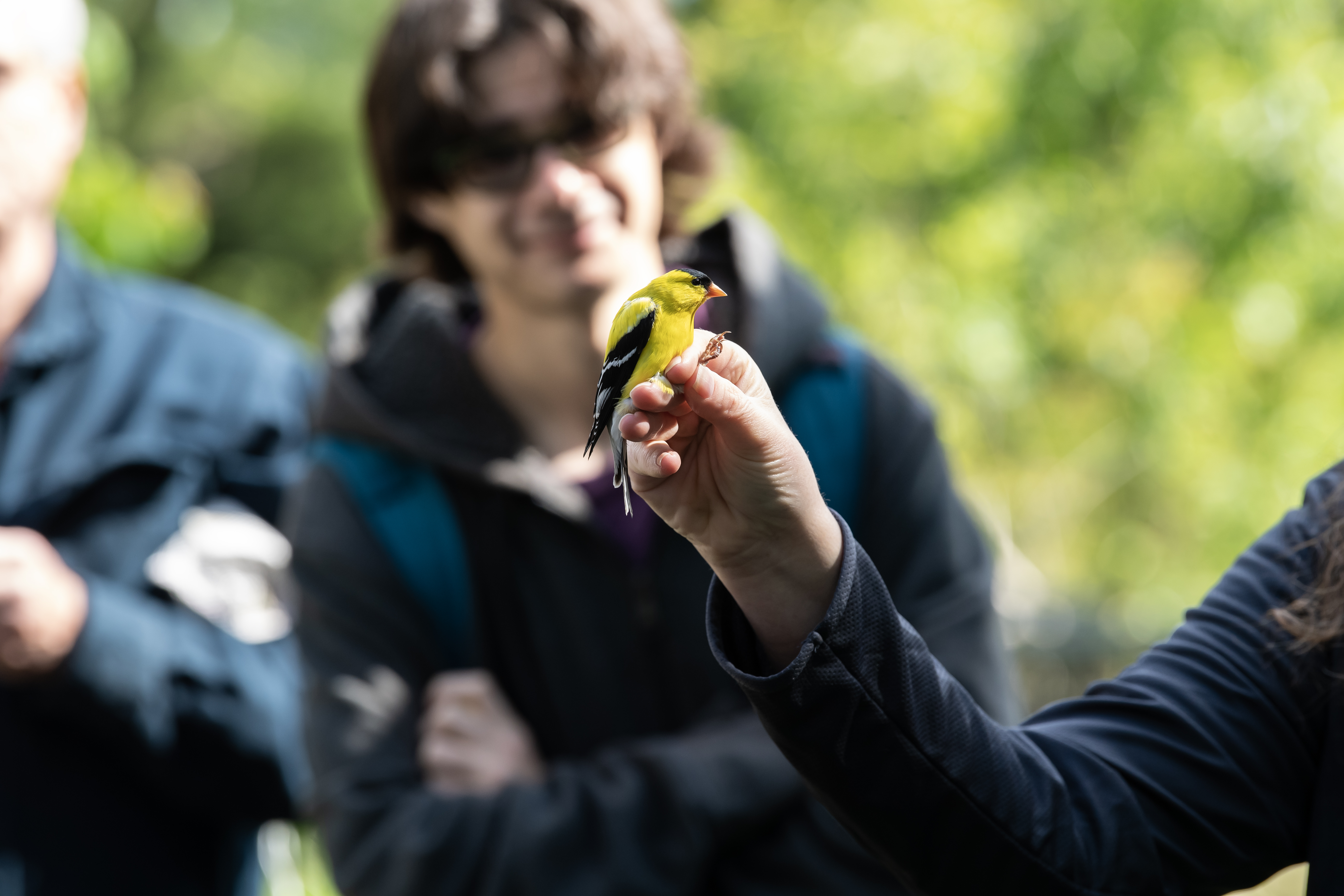 Washington College students at the Foreman’s Branch Bird Observatory studying a goldfinch