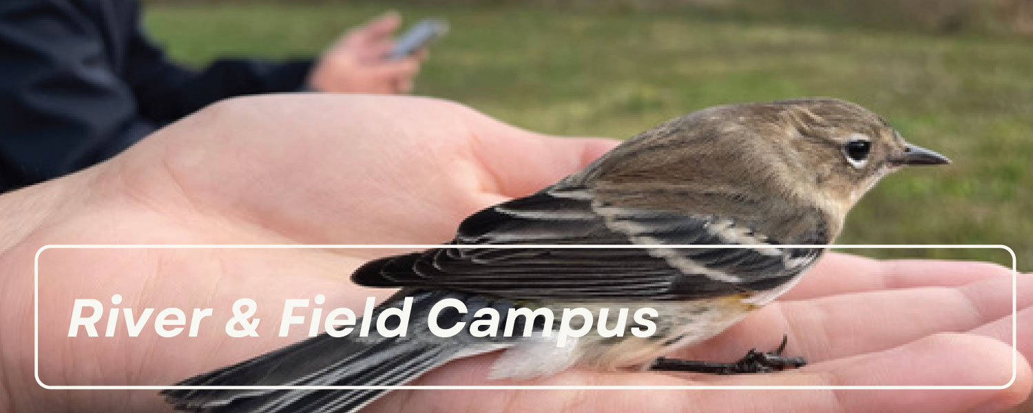 Small brid sitting on someone's hand with text River & Field Campus