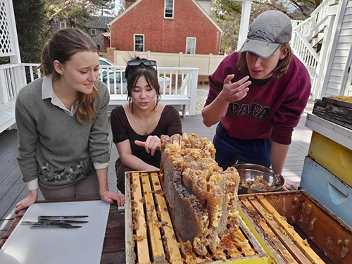 students working with the bee hives in the campus garden