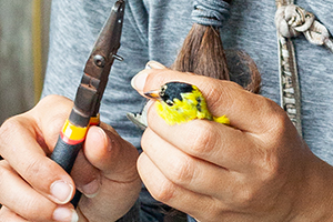 Close up of a bird being banded