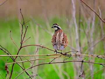 ces-quail