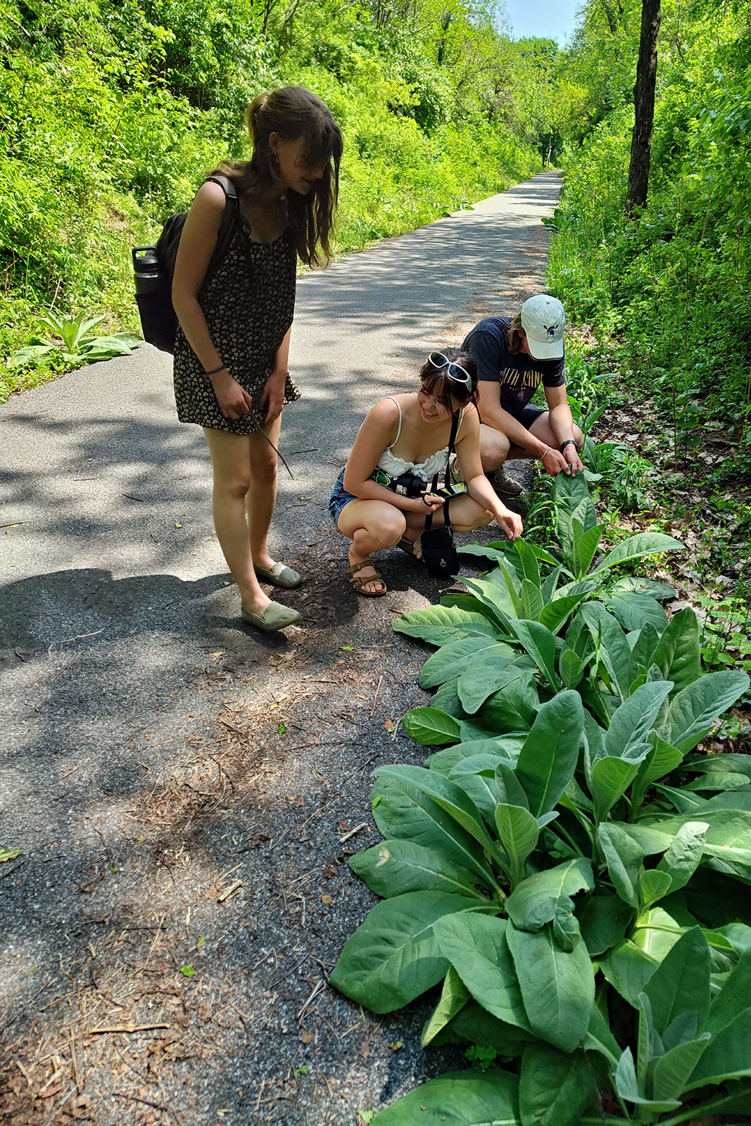 Permaculture Interns learn functions of wild plants 