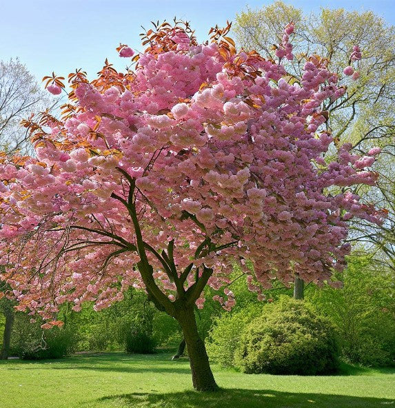 An image of a cherry tree.