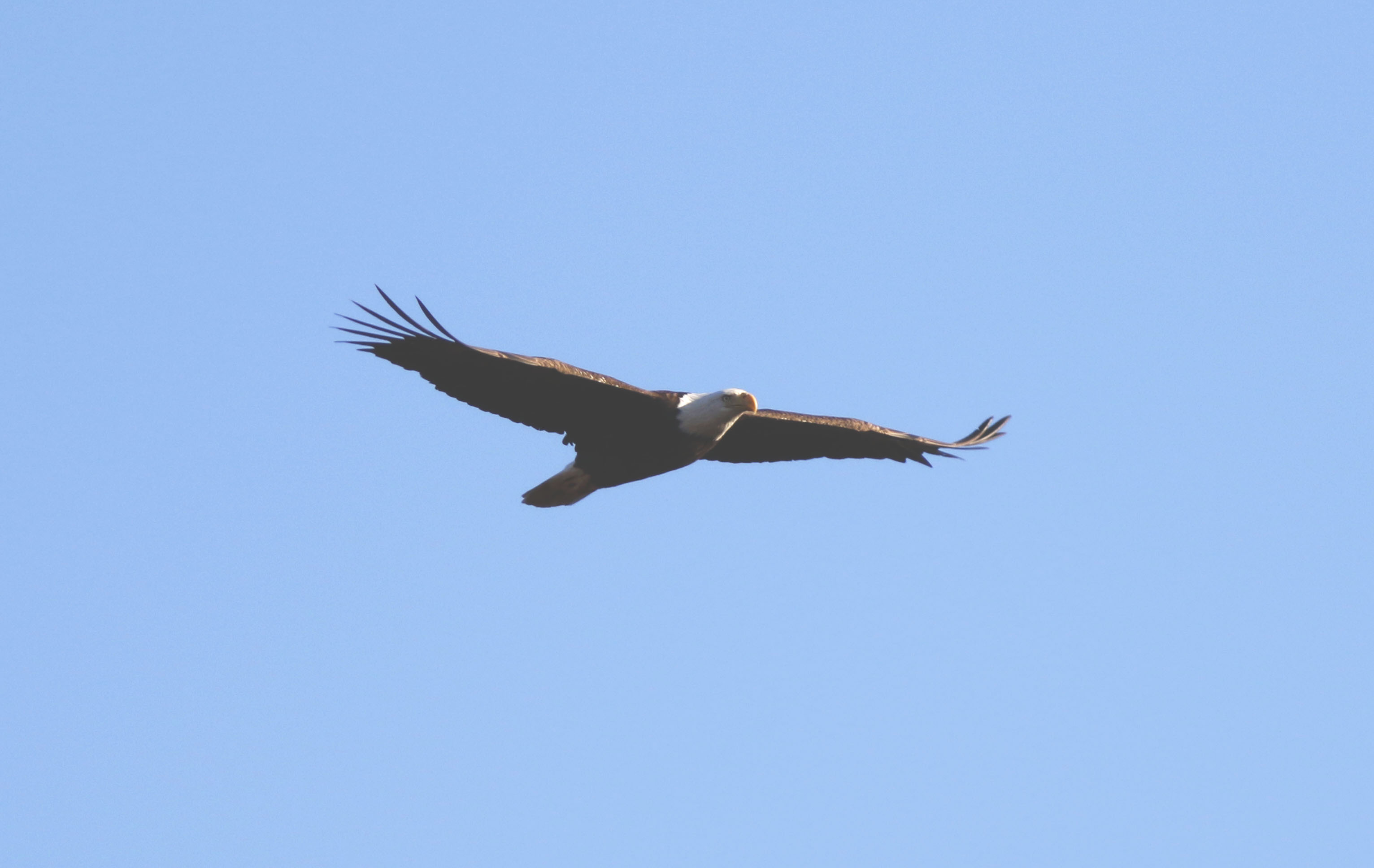 Bald Eagle flying. 