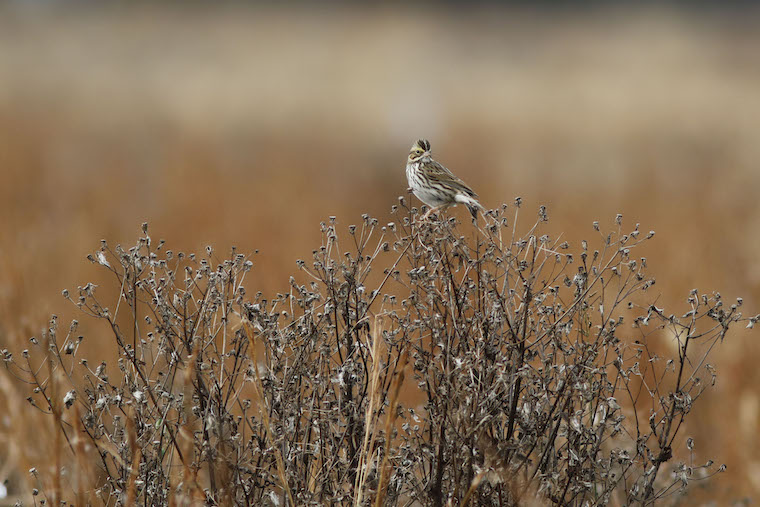 Foreman’s Branch Bird Observatory concludes 27th fall migration season.