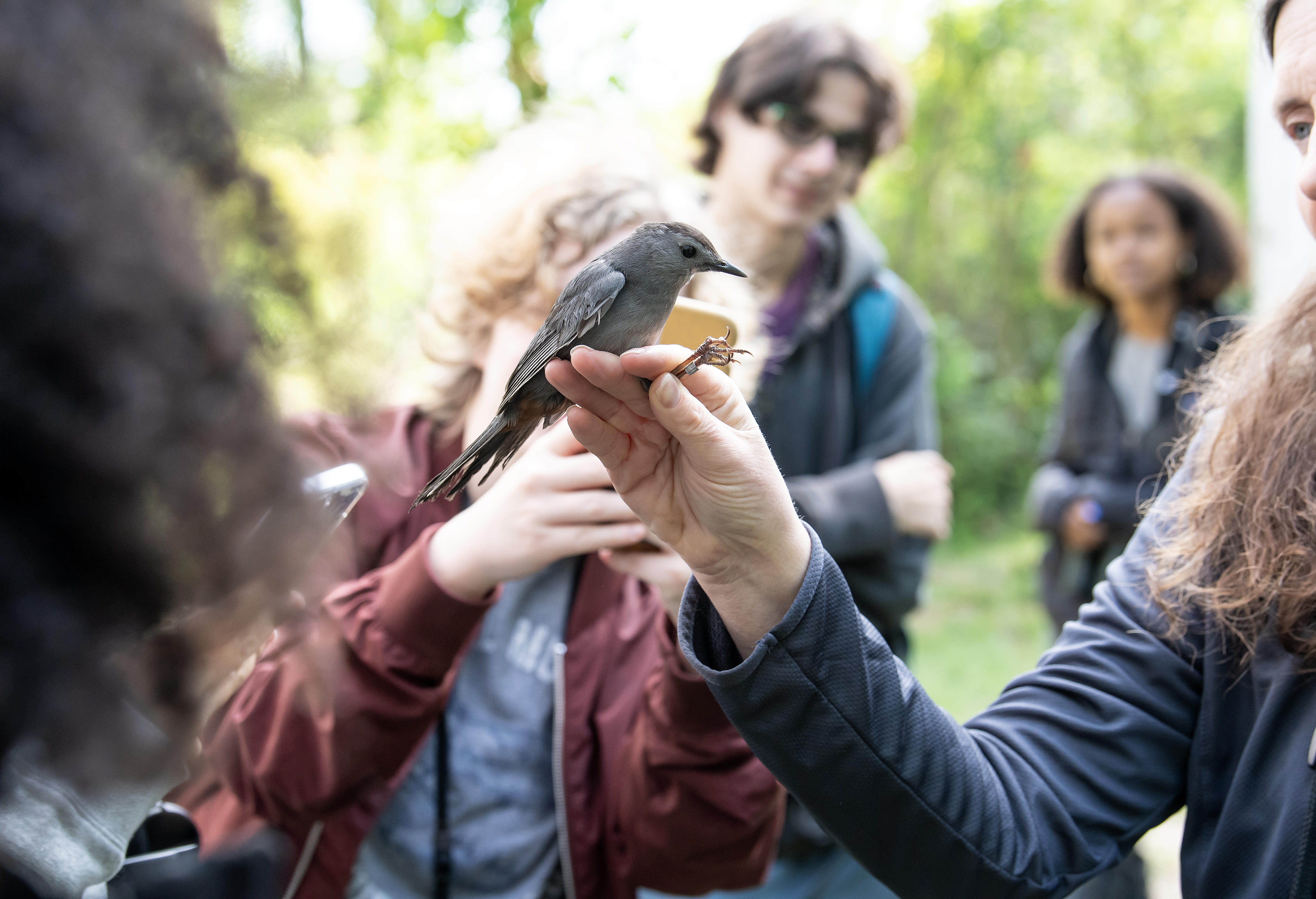 A grey catbird is held by a bander at Washington College's Foreman's Branch Bird Observatory. 