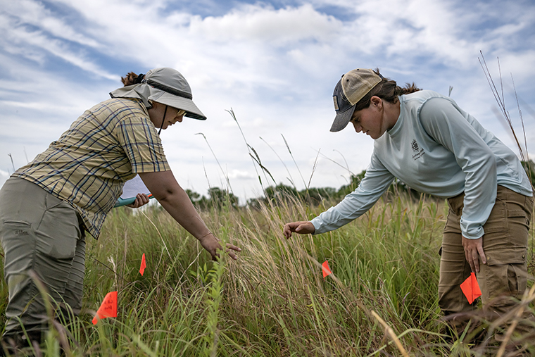 Biology professor Katherine Hovanes (left) and Danielle Simmons '26 examine grasses and other plants.