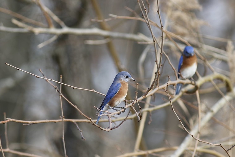 Eastern Bluebirds on Washington College's campus