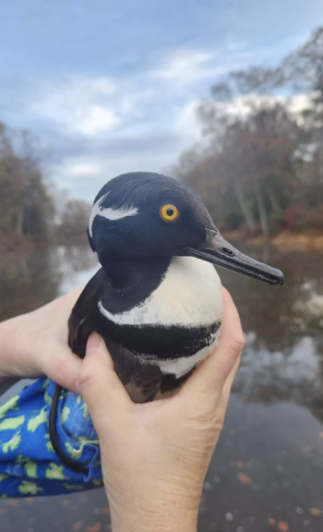 Hooded Merganser duck