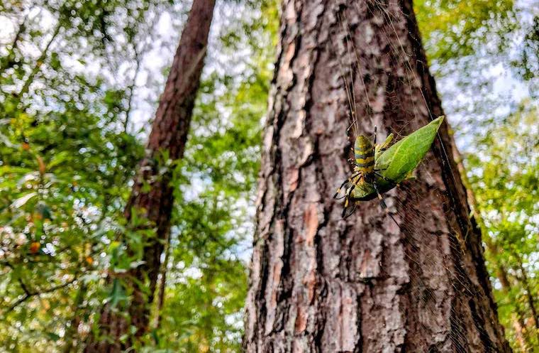 Joro spider research at Washington College in Maryland. 