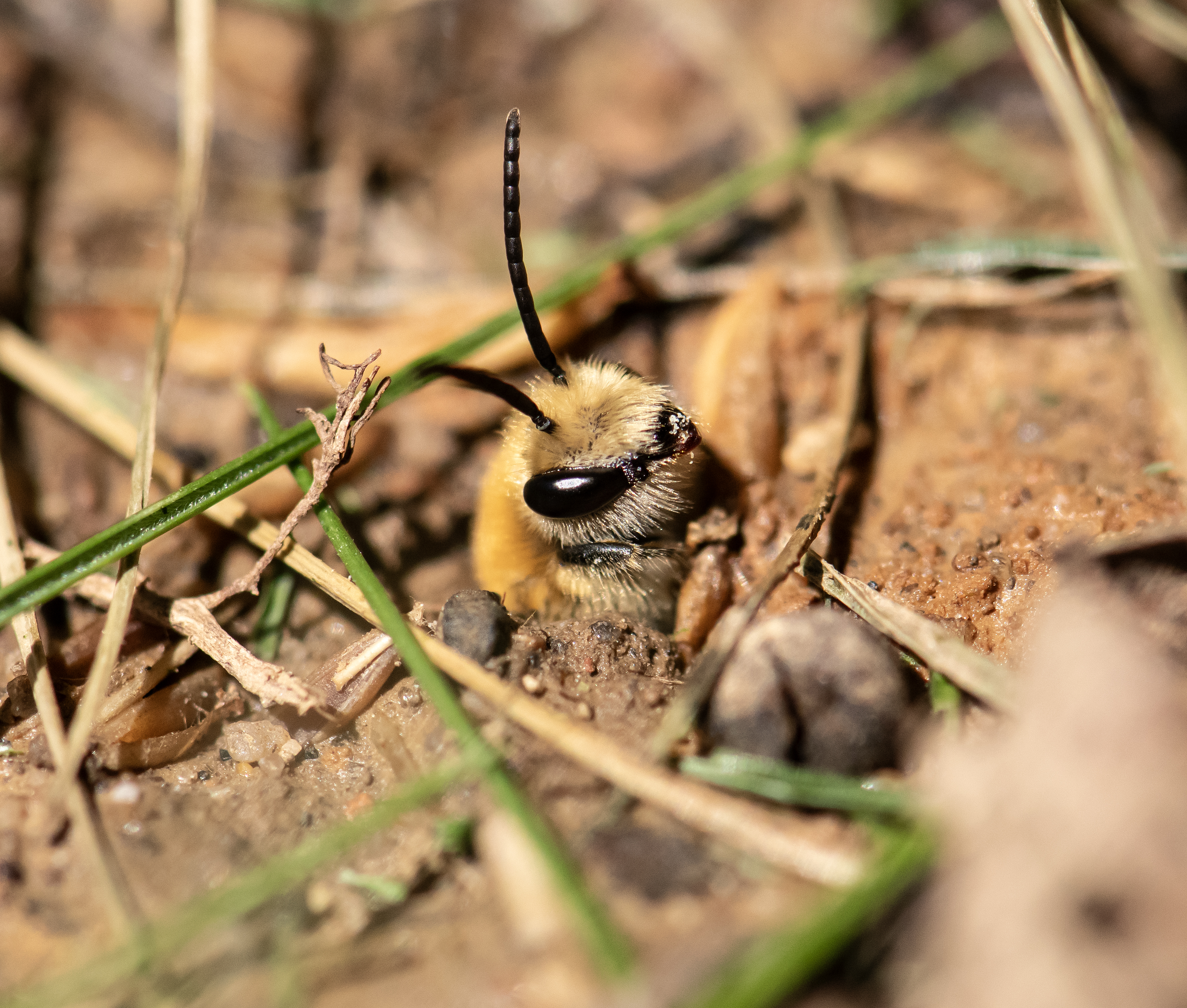 Native Andrena mining bee standing watch near her nest. 