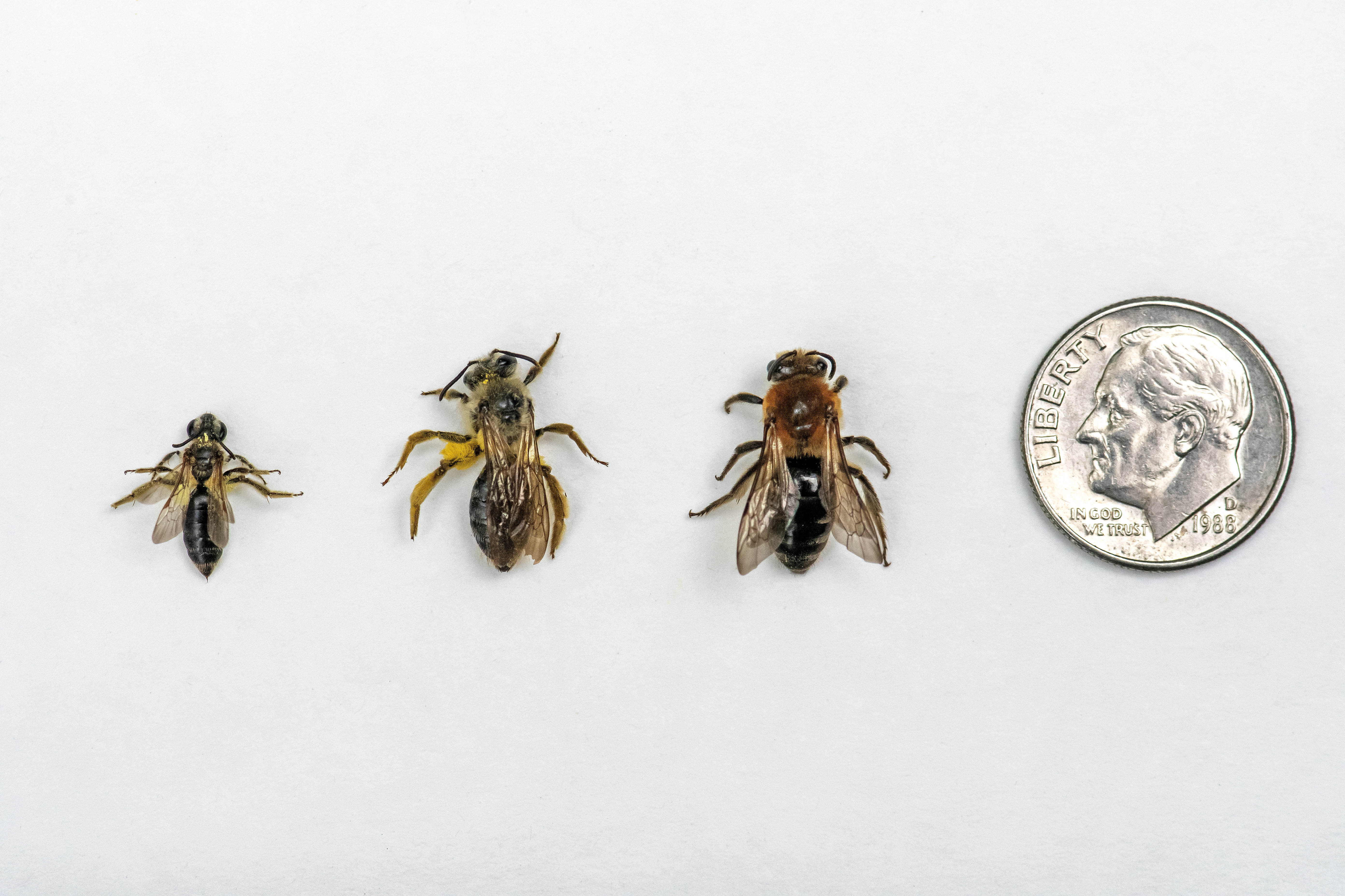 Three different female native bees nesting on Washington College's campus. 