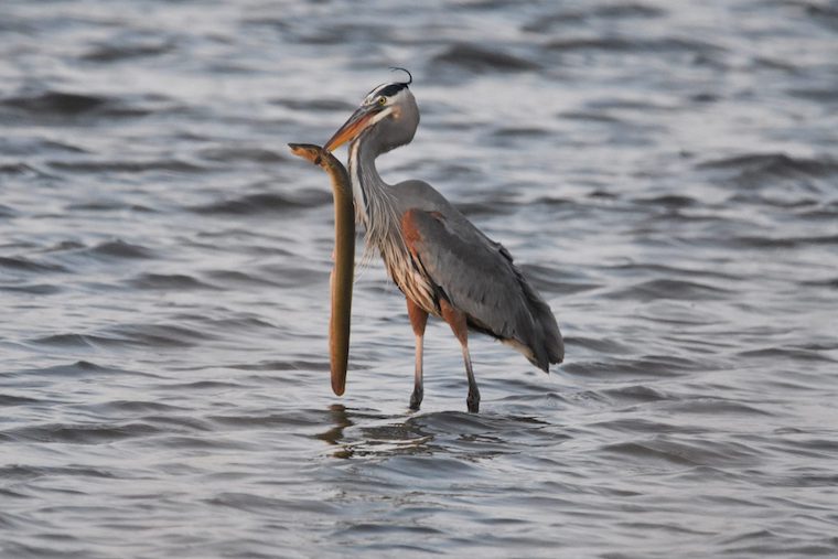 A Blue Heron holds a fish in the waters near the Eastern Neck Wildlife Refuge 