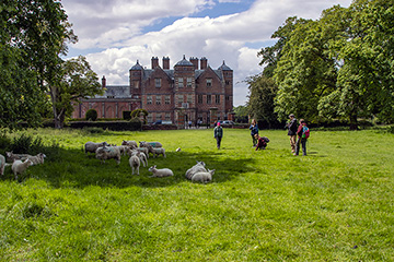 Washington College students stand in the sunshine beside a flock of sheep lying in the shade of a tree with Kiplin Hall in the background