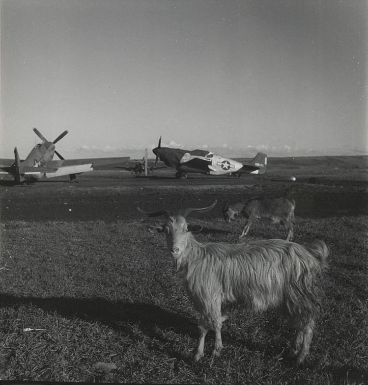 Goats on runway Ramitelli Italy March 1945