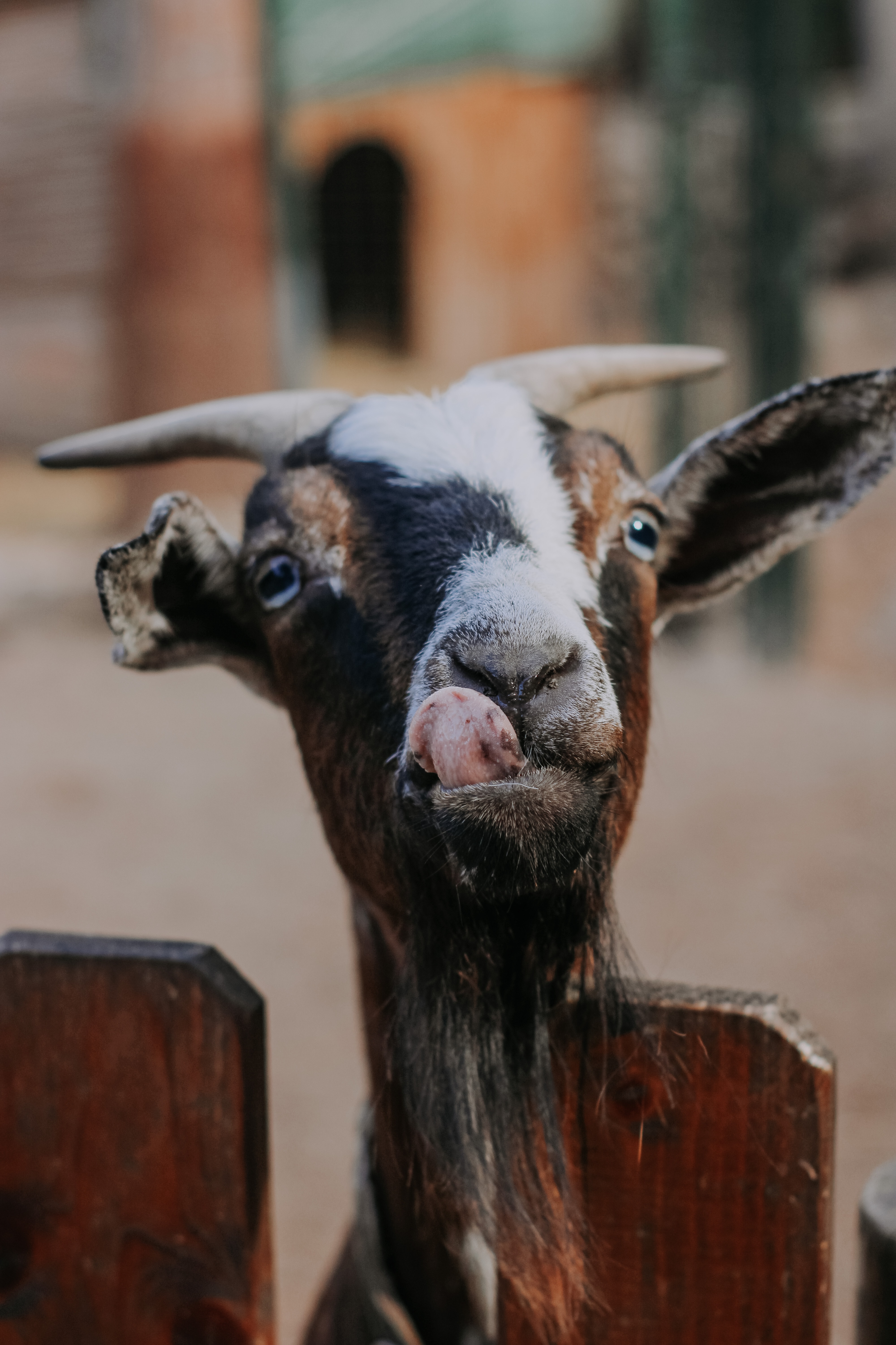 Goat Photo by Nataliya Melnychuk on Unsplash