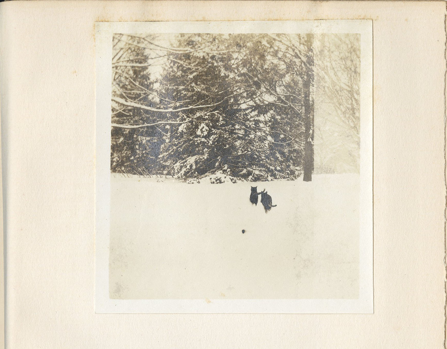 cats in snow