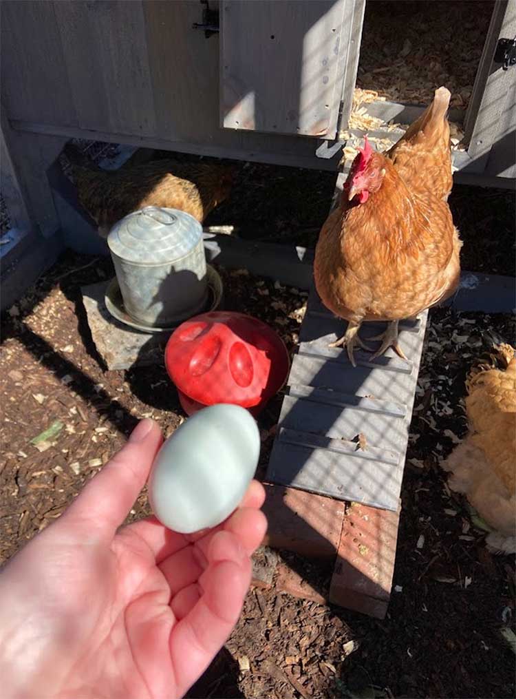 a hand holding an egg with a chicken in the background